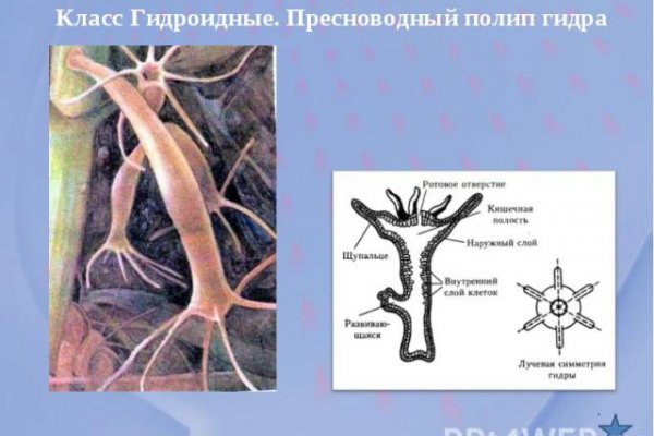 Кракен 9 at
