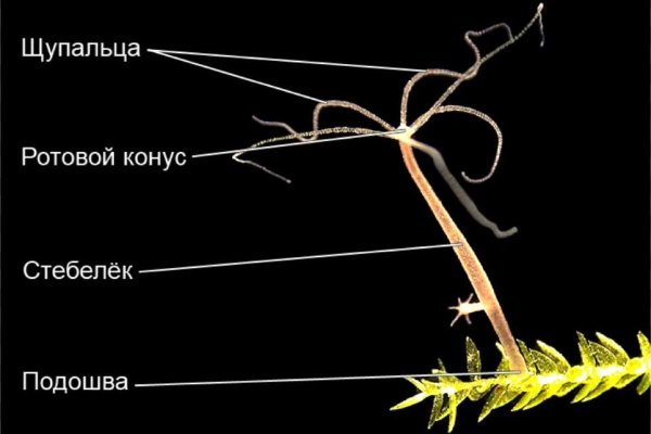 Где взять ссылку на кракен